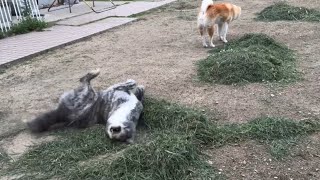 全身を使って枯れ草の山を壊しにかかる秋田犬ぱたこ【Akitainu】akitainupata [upl. by Yetnruoc]