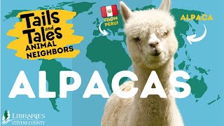 Alpacas Lets Learn about our Animal Neighbors [upl. by Zetrom]