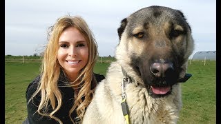 TURKISH KANGAL DOG  WOLF KILLER OR PET [upl. by Belshin]