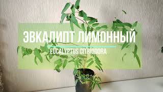 Эвкалипт лимонный лат Eucalyptus citriodora [upl. by Philipa279]