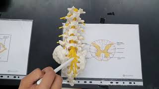 Spinal cord  OSPE [upl. by Faludi]