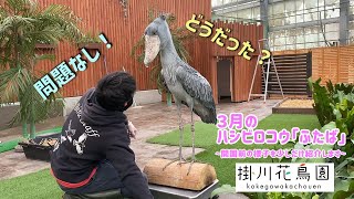 【掛川花鳥園公式】３月のハシビロコウ「ふたば」 [upl. by Enirac]