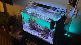 Fluval Evo 135g AIO Nano Reef Tank  Tank Setup and Upgrades  Best Saltwater Kit for Beginners [upl. by Llenrac]