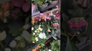 Blumenladen 2018 Niendorf Markt Tibarg 32 Öffnungszeiten 800 bis 1930 Uhr jeden Tag offen [upl. by Kessia]