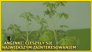 Lubin Wymienili się kwiatami [upl. by Aleil]