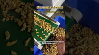 Intelligent color sorter sorting Walnluts kernelsFactory Real Shot farming [upl. by Jess]