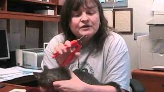 Cat nail clipping demonstration [upl. by Nirrac]