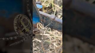 Spider 🕷️ in farmspideragriculture shortsviralvideo [upl. by Aleekat]