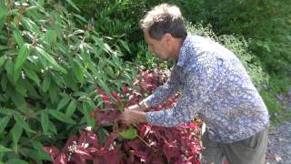 Are persicaria perfect plants for the modern garden [upl. by Yreva]