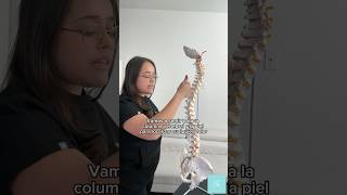 STATIC PALPATION gonsteadmethod gonsteadwellness foryou chiropractic gonsteadwellness [upl. by Sikram]