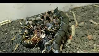 Acanthoscurria Geniculata VS Scolopendra Hainanum [upl. by Bringhurst627]