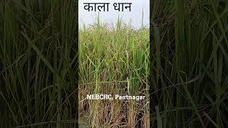 काला धान  Black Rice  shorts  farming  agriculture [upl. by Alyda]