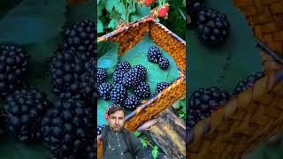 fruit blackberrys satisfying [upl. by Letitia]