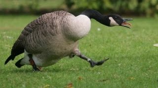 Goose chasing people  funny geese attack compilation [upl. by Kappel]