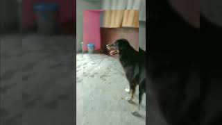 Max m attitude bahot h 😂🤭 koi kuch bhi bolta rhe use frk nhi pdta 🙊youtubeshorts dog animals [upl. by Reaht252]