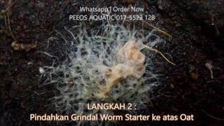 Cara membuat Grindal Worm Malaysia [upl. by Ahsekal613]