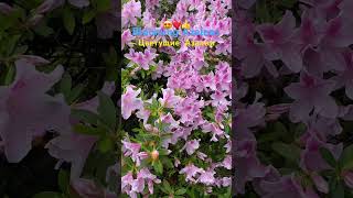 🌺❤️😍Azaleas are Blooming Beautifully next to my house🌺👍👍Красиво цветут Азалии возле моего дома [upl. by Hueston]