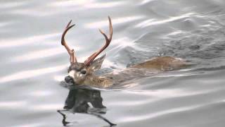 The Swimming Deer of Oak Bay [upl. by Eillam218]