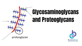 GlycosaminoglycansProteoglycans  Biochemistry [upl. by Chavez968]