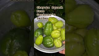 Chayote Squash from Gardeners Garden organicfarming organicvegetables vegetables india food [upl. by Aiciled]