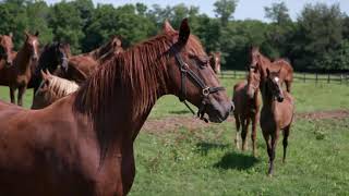 Saddlebred Farms  Foal Play  A Kentucky Original Series [upl. by Gaylord]