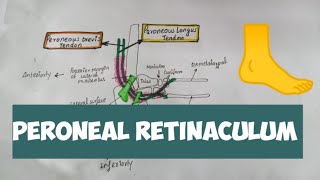 Peroneal reticulum of leg 🦶🦶👣 [upl. by Ardiekal328]