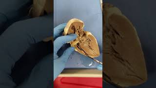 Sheep heart dissection and safety [upl. by Solley]