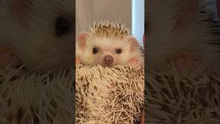 Super cute hedgehog curling up into a ball 🦔😍 hedgehog funnyanimals ハリネズミ 고슴도치 feet [upl. by Moriarty]