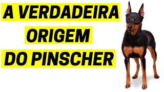 Veja Qual é a origem Da Raça Pinscher [upl. by Rafaela886]