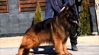 German Shepherd Dog Show 2024 🐕 [upl. by Molloy469]