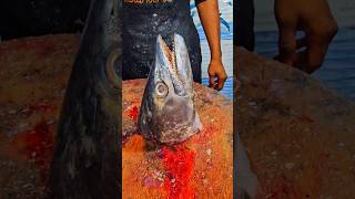 King fish surumai vanjaram neymeen fish head curry trending india funny fish shorts viralvideo [upl. by Jasen]