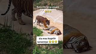 shorts  Bisa Bae tuh ci belang🤣🤣🤣 harimau hewan usil kocak insting [upl. by Artenak]