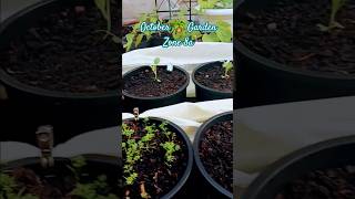 Tomatoes on the way out as Leafy Greens Brassicas come in💚 fallgarden garden veggiegarden [upl. by Savill911]