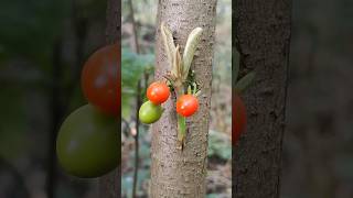 Ped ki Kalam karne ka sabse aasan tarika 🌱khedut plantgrafting tree shorts trend [upl. by Henning]