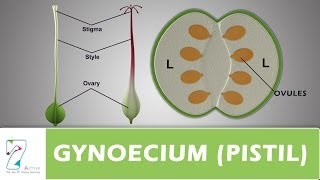 GYNOECIUM or PISTIL [upl. by Collie736]