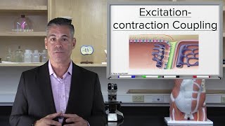 ExcitationContraction Coupling [upl. by Fausta]