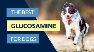 The Best Glucosamine For Dogs [upl. by Nrublim]