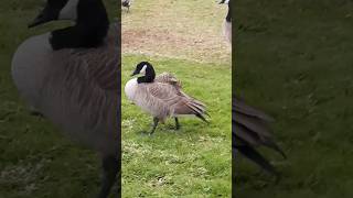 Strong Wind The Geese Are In Confused What To Do Now❔ Geese shorts [upl. by Memory]