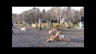 Education canine 4DOGS nos cours collectifs [upl. by Yelhak]