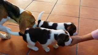 Cachorros de beagle primeros pasos [upl. by Nefets]