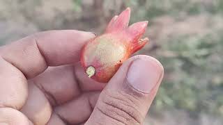 Thrips Control In Pomegranate fruits thrips [upl. by Amiarom577]