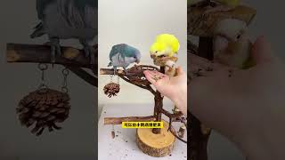 Highquality bird training snacks parrot snacks parrot paper shell pockmarks bird training sn [upl. by Assenaj]