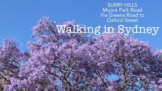 Walking in Sydney  Green street Jacarandas [upl. by Nnazus917]