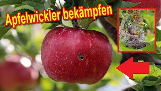 Apfelwickler natürliche bekämpfen am Obstbaum  Obstmaden vorbeugen und entfernen [upl. by Fidelia514]