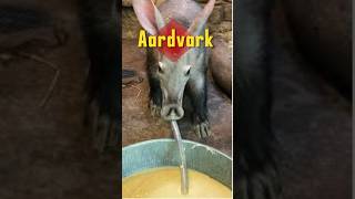 Aardvark SECRETS Revealed My 5 Favorite Facts About These Animals [upl. by Aceissej303]