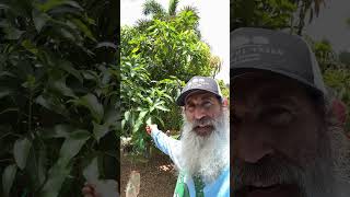 61 varieties on this mango tree [upl. by Frants]