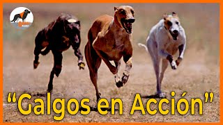 quotGalgos en Acciónquot🚀⚡⚡ galgosgreyhound [upl. by Adiol256]