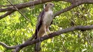 Changeable Hawk Eagle Call [upl. by Mariann9]