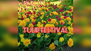 Tulip Festival  St Petersburg [upl. by Alehcim]