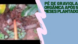 pé de Graviola orgânica após 5 meses plantado [upl. by Nie]